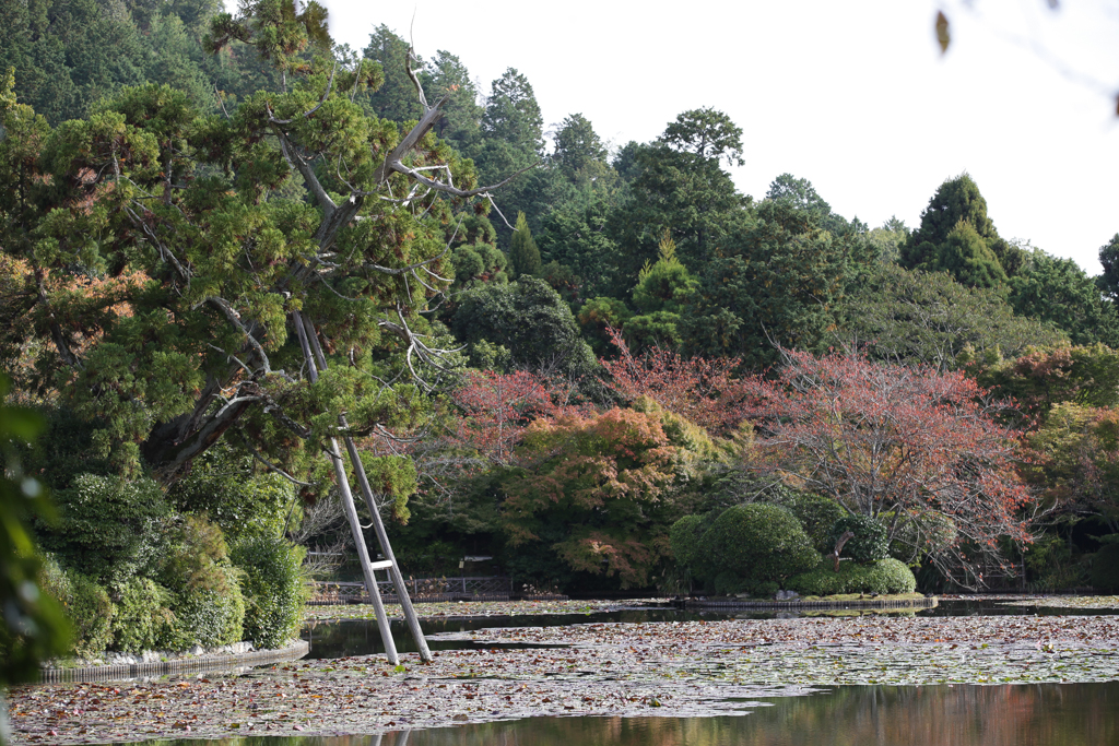 Kyoto 20151101-3