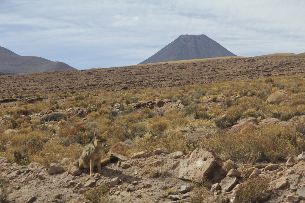 Lagune-Miscanti-(1)