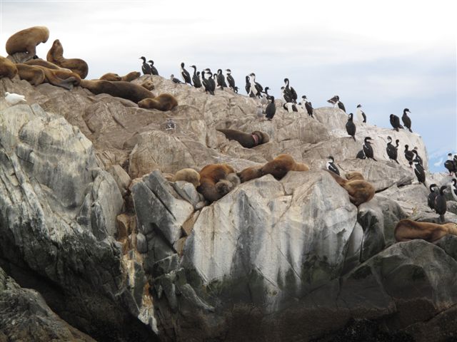 lions de mer et cormorans