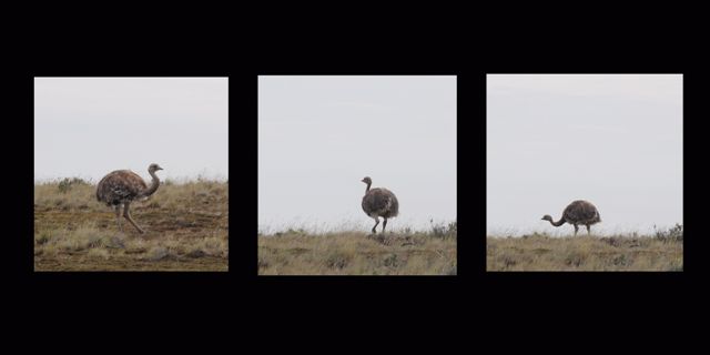 De Puerto Natales à Punta Arenas