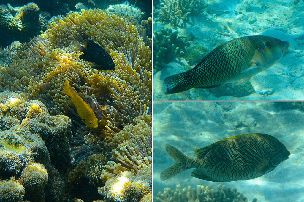 Fonds marins devant l'île de Nosy Tany Kely