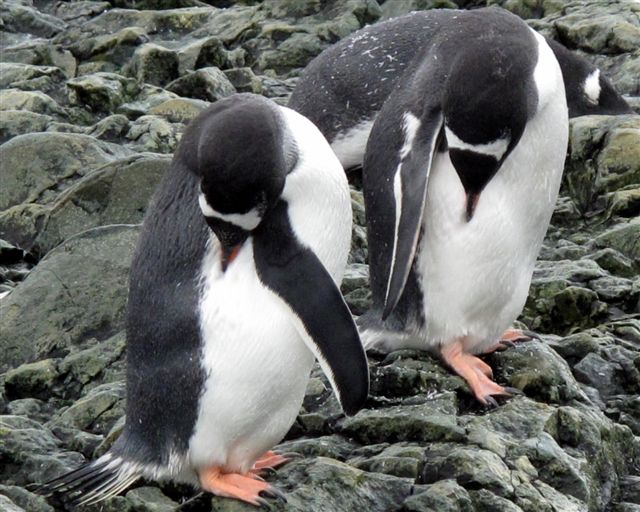 manchots papous jumeaux