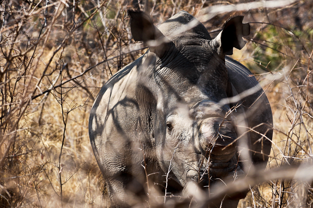 Photo 5 Dans les fourrés, un rhinocéros blanc... sans sa corne, limée pour lui sauver la vie !