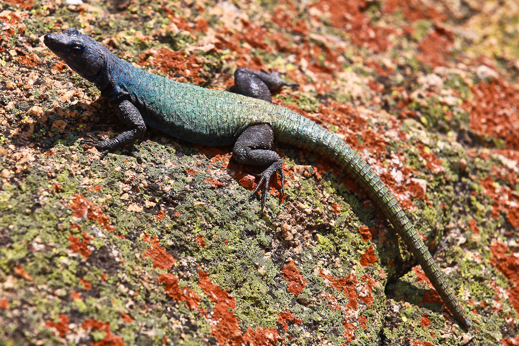 La colline est gardée par une multitude des lézards multicolores... et curieux