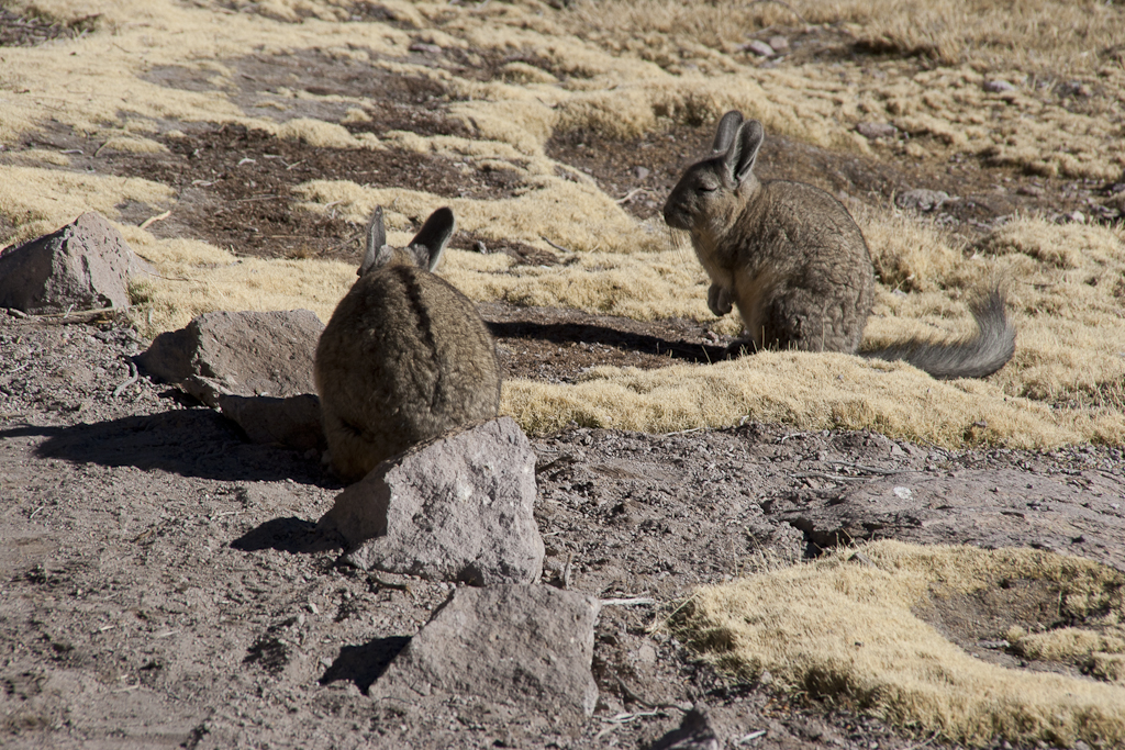 Viscachas, Parc de Lauca, Chili - Parc de Lauca, trek village Parinacota