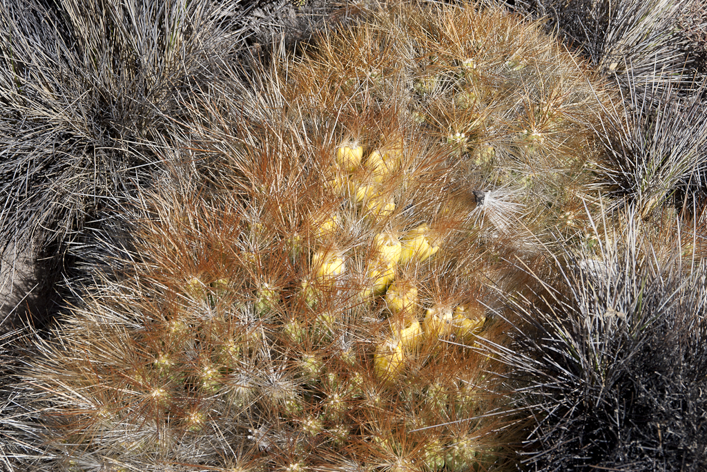 Viscachas, Parc de Lauca, Chili - Parc de Lauca, trek village Parinacota