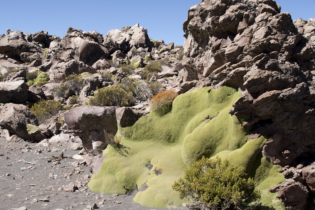 Viscachas, Parc de Lauca, Chili - Parc de Lauca, trek village Parinacota