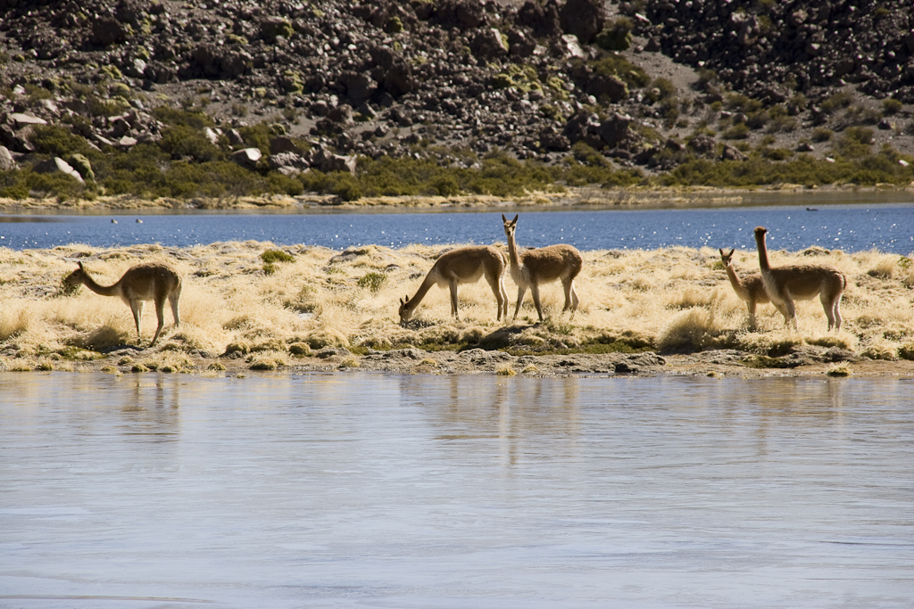 Viscachas, Parc de Lauca, Chili - Parc de Lauca, trek village Parinacota