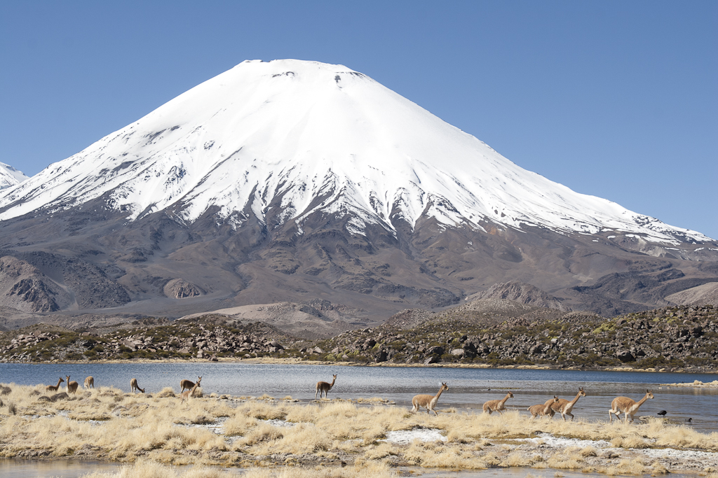 Viscachas, Parc de Lauca, Chili - Parc de Lauca, trek village Parinacota