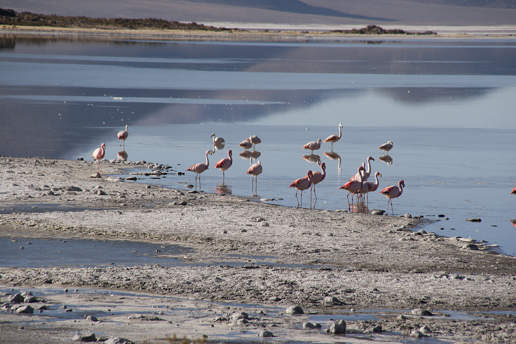 Flamants au salar de Surire, Chili - Salar de Surire