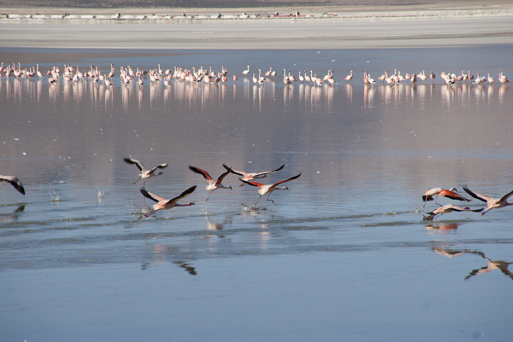 Flamants au salar de Surire, Chili - Salar de Surire