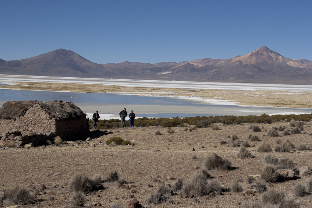 Flamants au salar de Surire, Chili - Salar de Surire