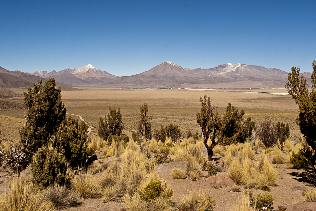 Un peu de végétation, Altiplano, Chili - Transfert à Colchane