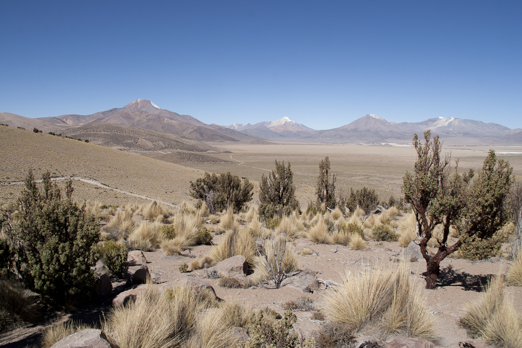 Un peu de végétation, Altiplano, Chili - Transfert à Colchane