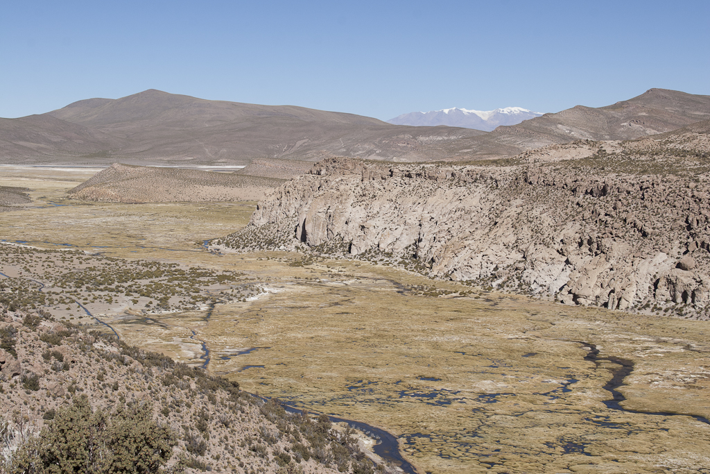 Un peu de végétation, Altiplano, Chili - Transfert à Colchane