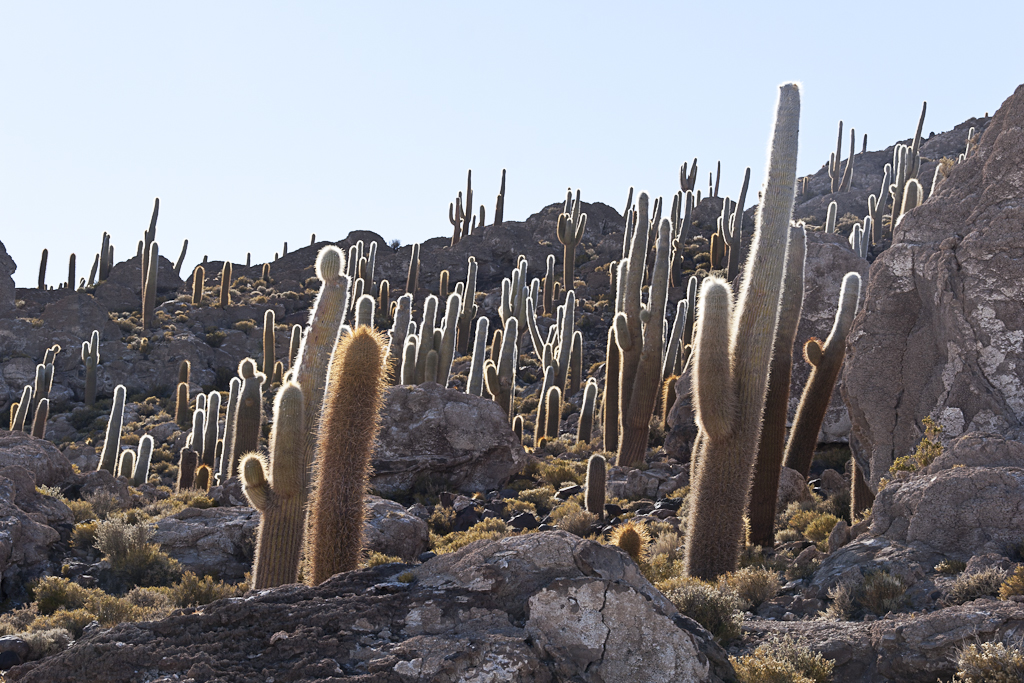 Marche sur le Salar d'Uyuni, Bolivie - Le Salar d'Uyuni