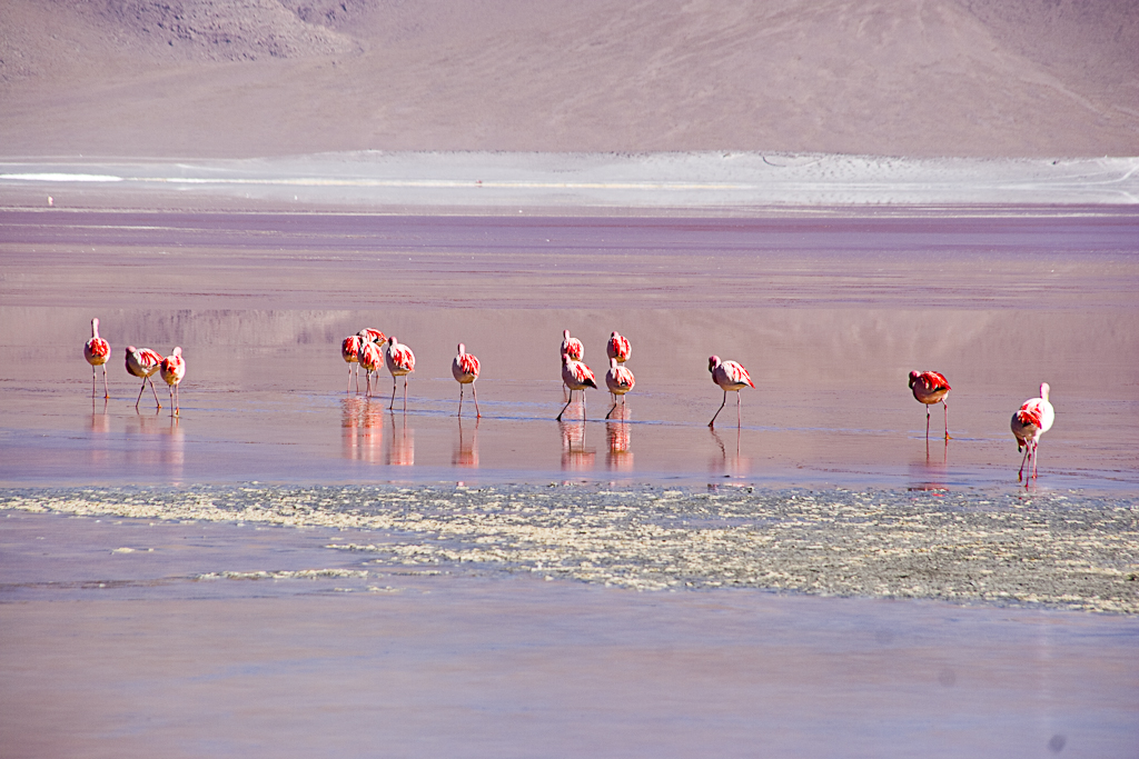 Aux abords de la laguna Colorada, Bolivie - Laguna Colorada et solfatares de Sol de Manana