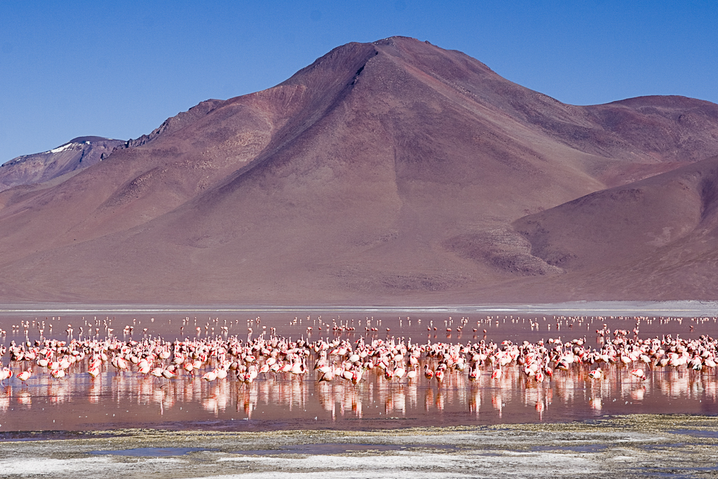 Aux abords de la laguna Colorada, Bolivie - Laguna Colorada et solfatares de Sol de Manana