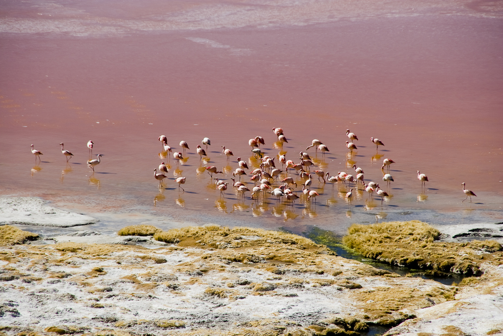 Aux abords de la laguna Colorada, Bolivie - Laguna Colorada et solfatares de Sol de Manana