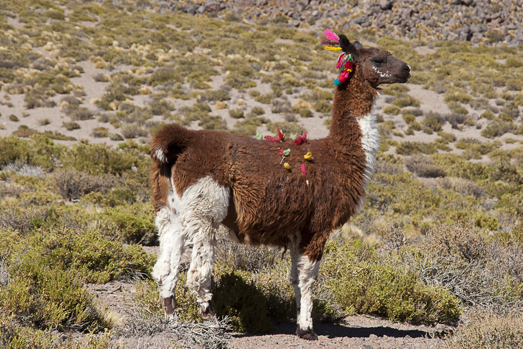 Le Lascar, Chili - Le Lascar