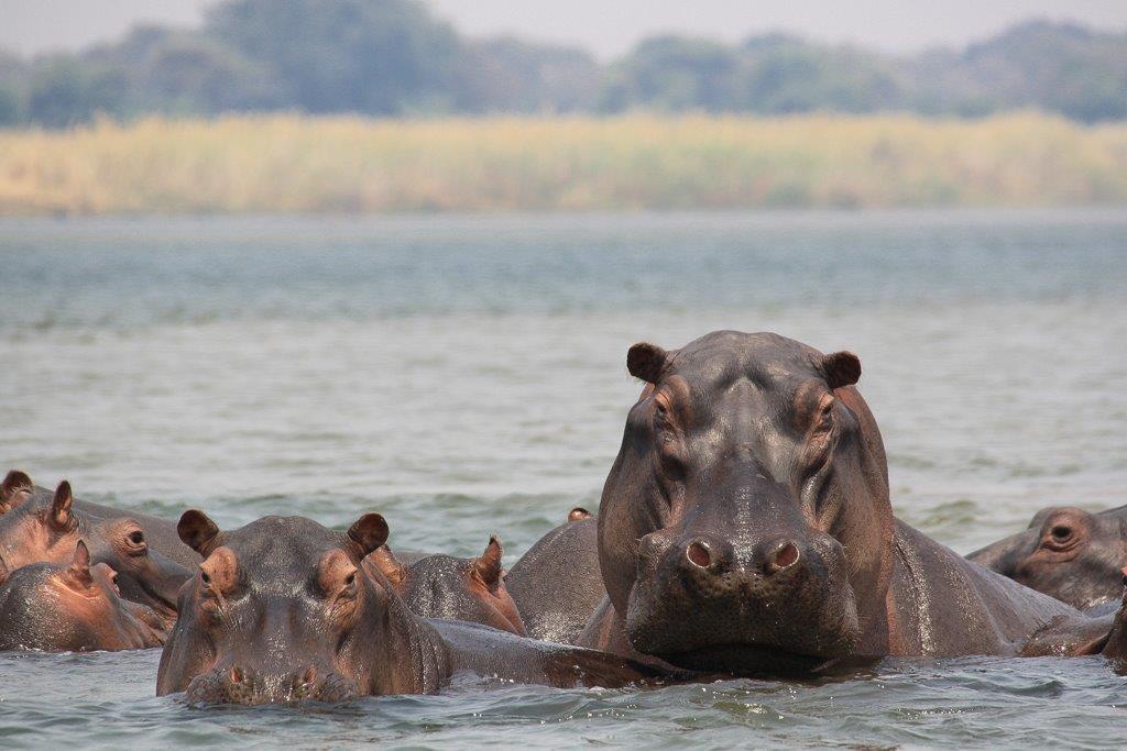Monique Kafue Hippo-1