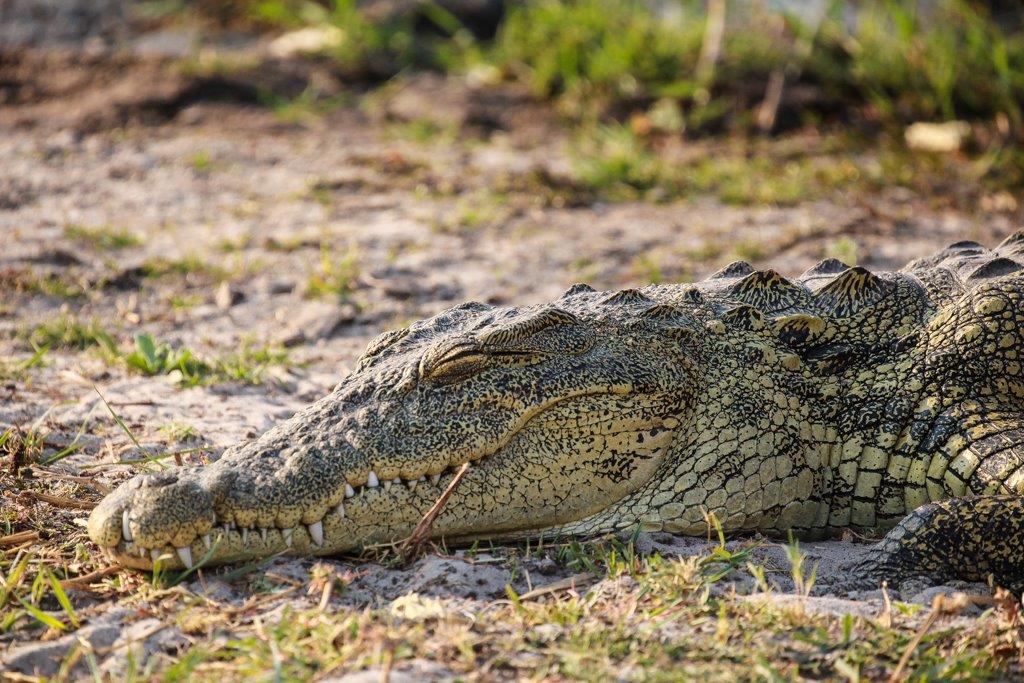 Le copain de Madame Lacoste...