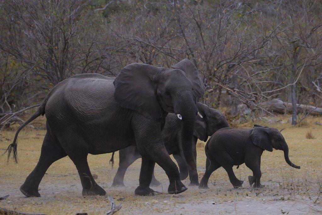 Une mère éléphant protège son éléphanteau