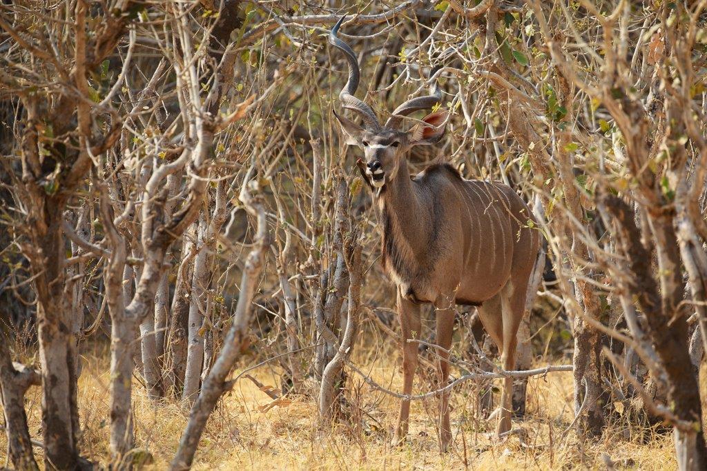Grand Kudu (mâle) 