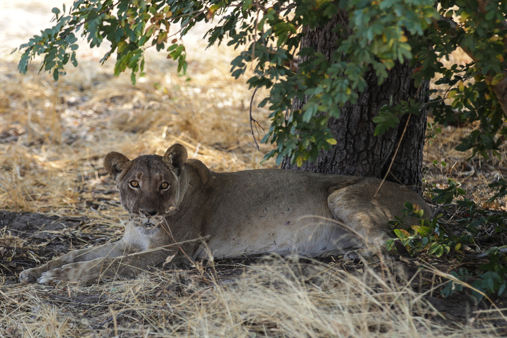 Une lionne, au bord de la route...