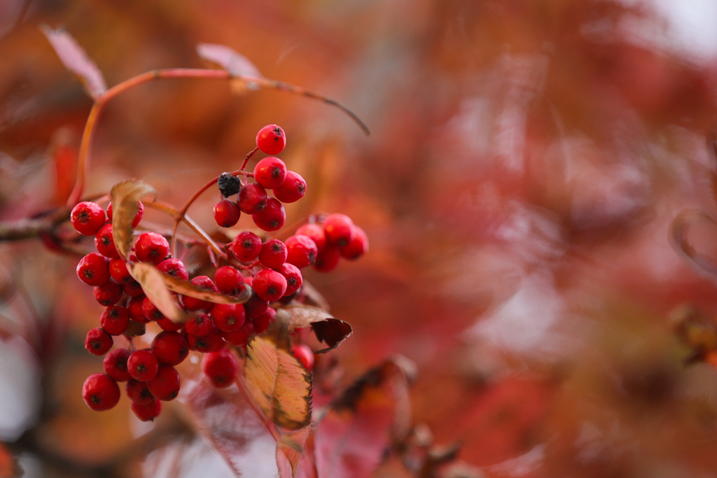 Oirase et lac Towada 20151021-17