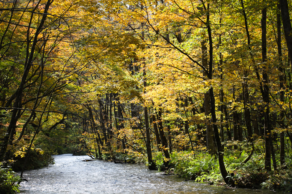 Oirase et lac Towada 20151021-7