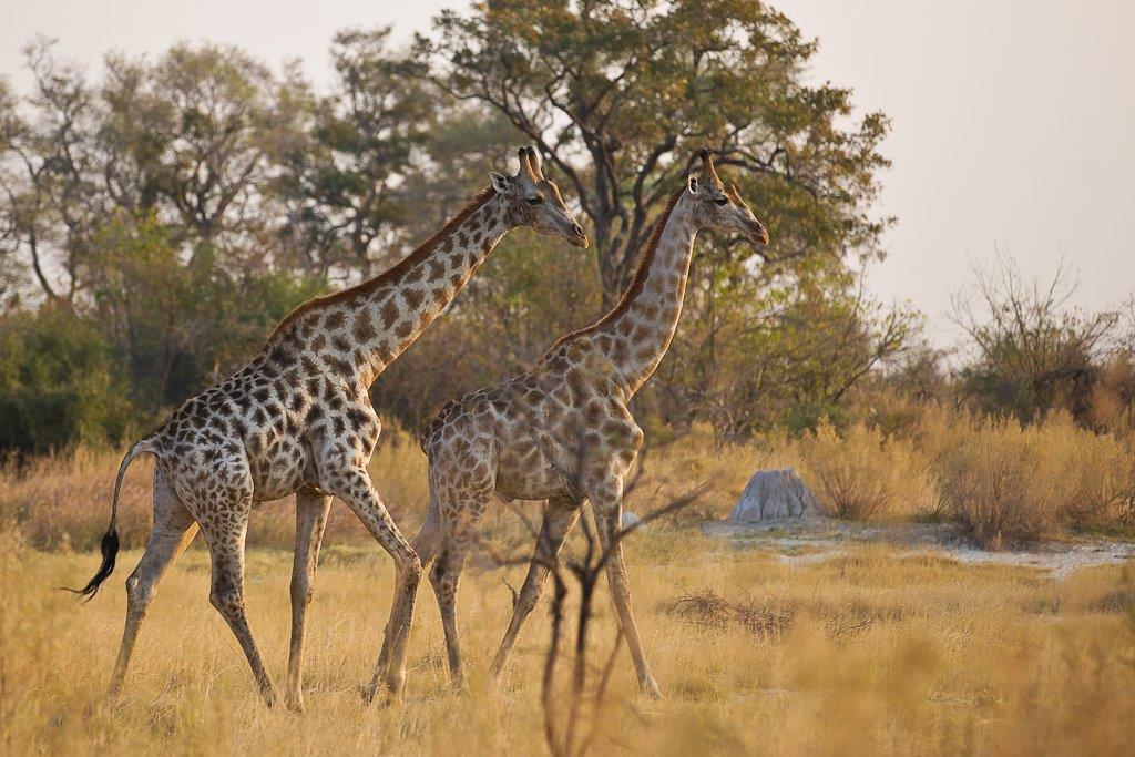 Okavango-11