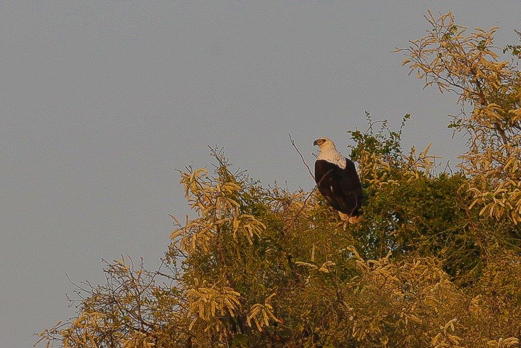 Okavango-12