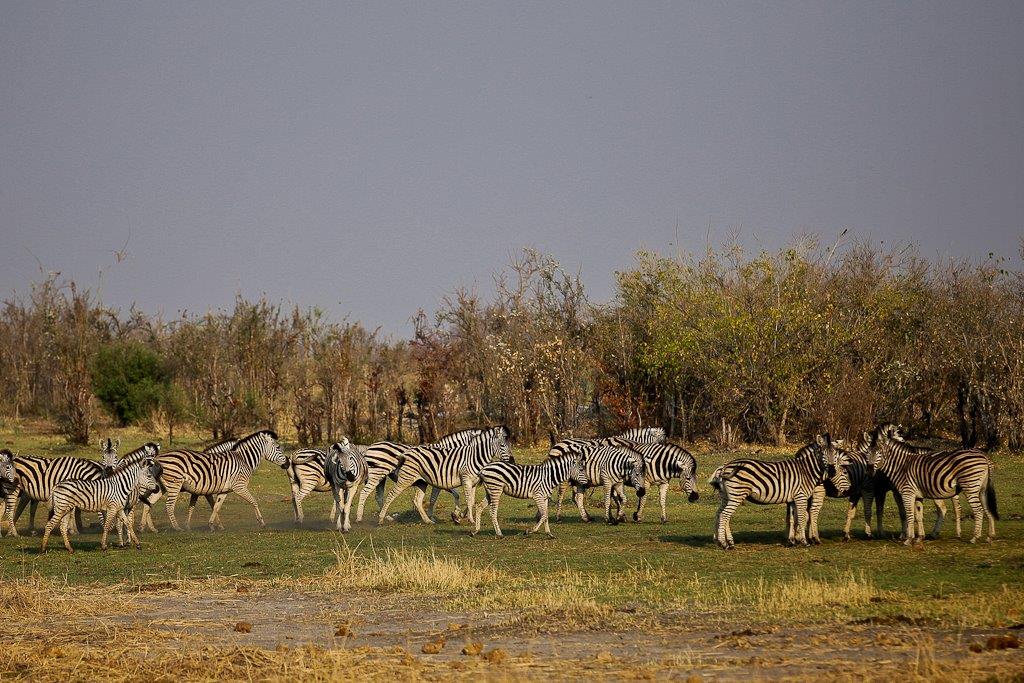 Okavango-14