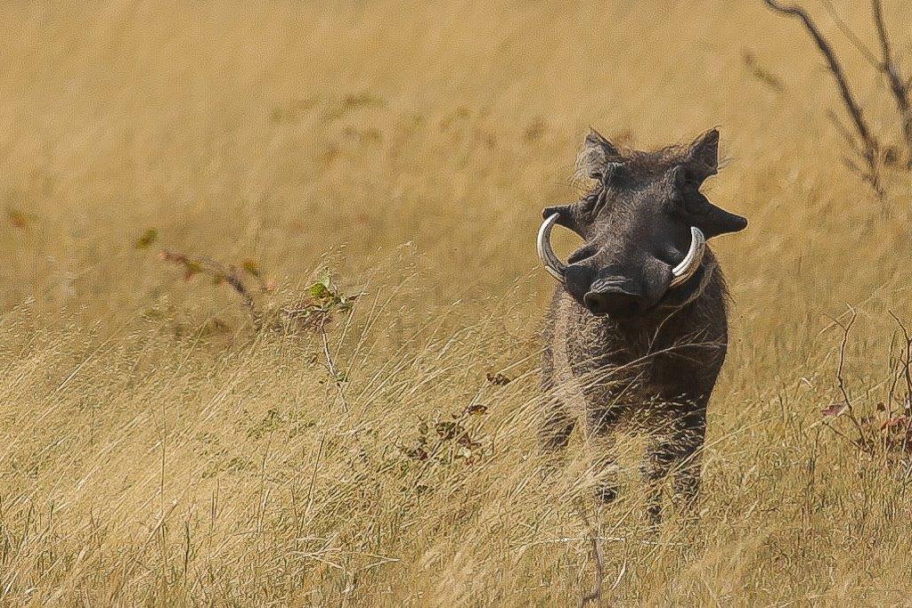 Okavango-16