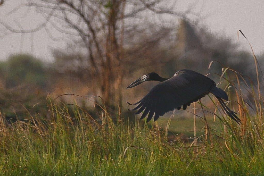 Okavango-18