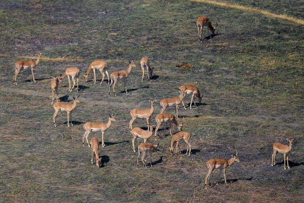 Okavango-3