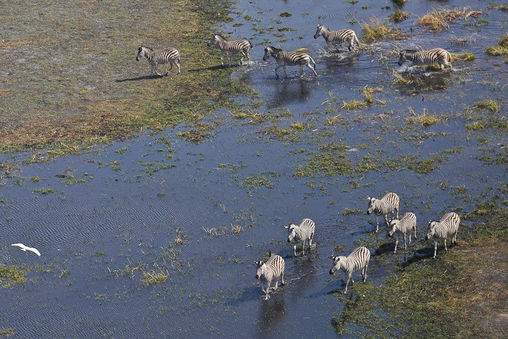 Okavango-4