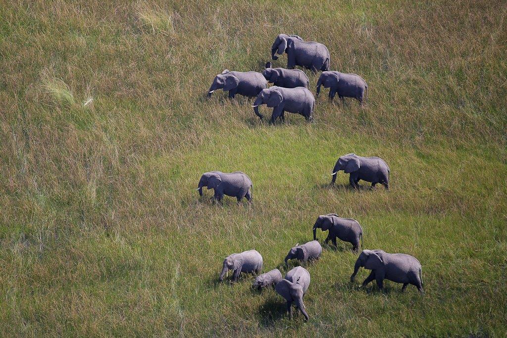 Okavango-5