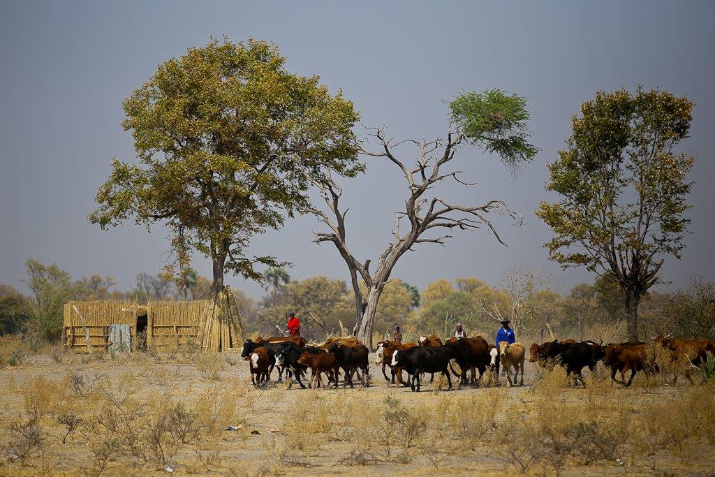 Okavango-7