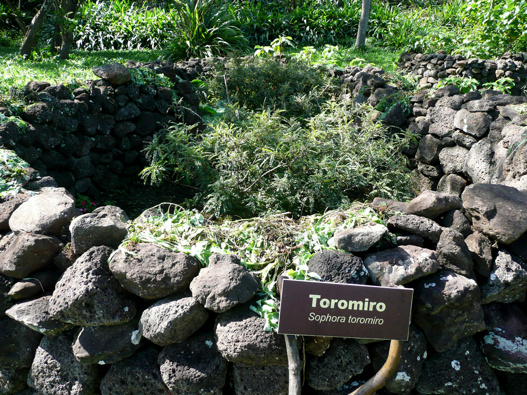 Le Toromiro, l'arbre sacré de l'île