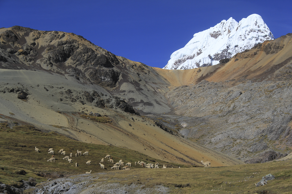 Troupeau d'alpagas avec en toile de fond le col emprunté