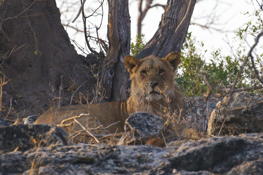 Riviere Chobe-1