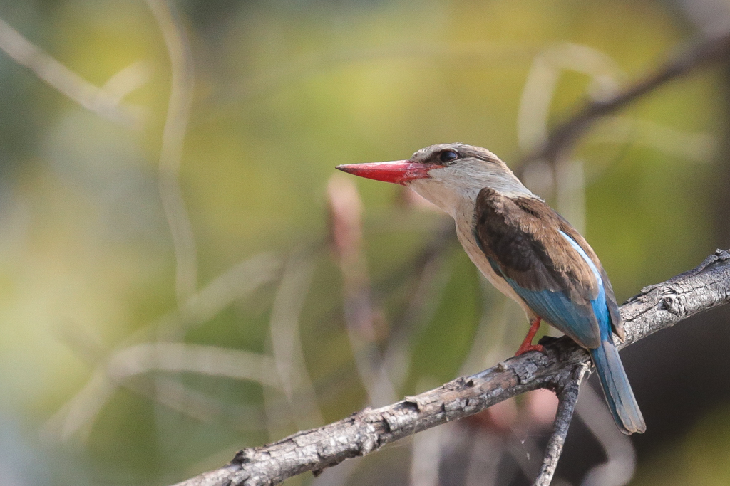 Riviere Chobe-10