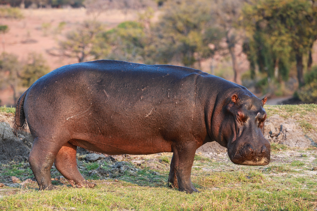 Riviere Chobe-11