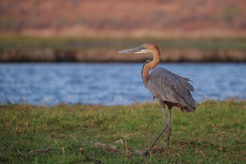 Riviere Chobe-12