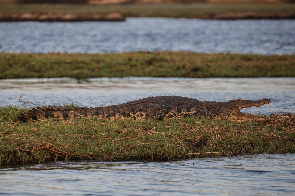 Riviere Chobe-13