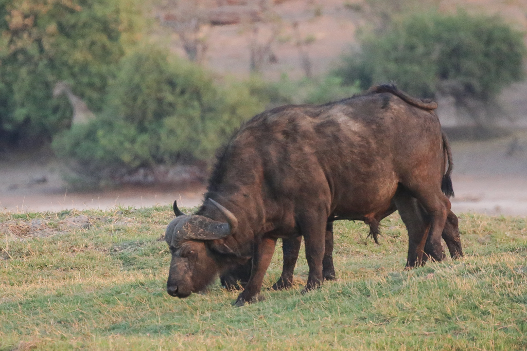 Riviere Chobe-14