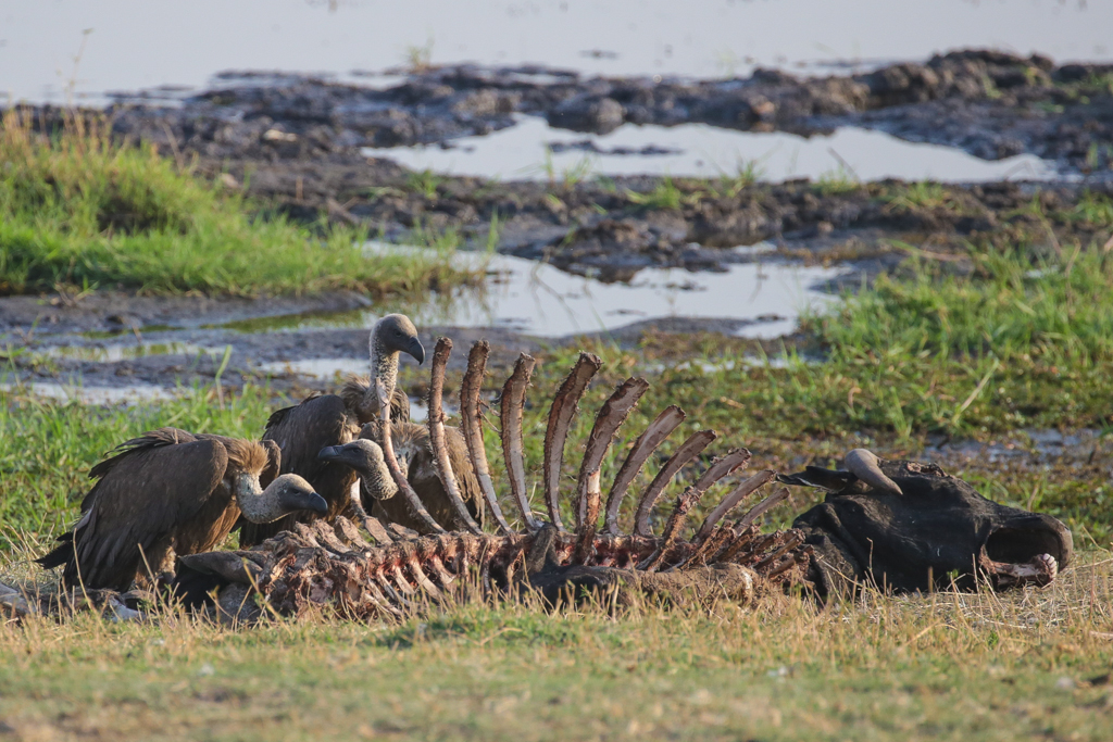 Riviere Chobe-2