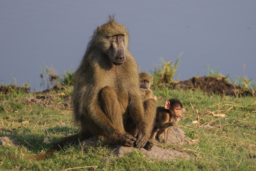 Riviere Chobe-3